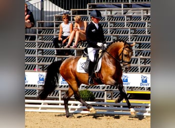 German Riding Pony, Stallion, 15 years, 14.1 hh, Dun