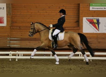 German Riding Pony, Stallion, 15 years, 14.1 hh, Dun