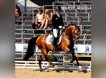 Pony tedesco, Stallone, 17 Anni, 146 cm, Falbo