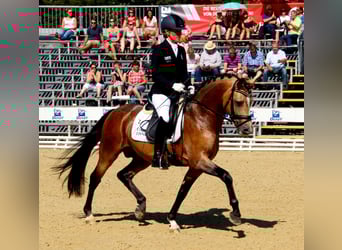 Pony tedesco, Stallone, 17 Anni, 146 cm, Falbo