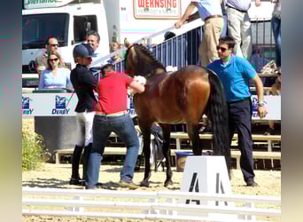 Pony tedesco, Stallone, 17 Anni, 146 cm, Falbo