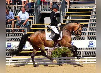 Pony tedesco, Stallone, 17 Anni, 146 cm, Falbo