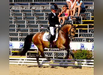 Pony tedesco, Stallone, 17 Anni, 146 cm, Falbo