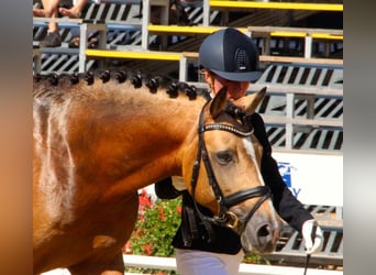 Pony tedesco, Stallone, 17 Anni, 146 cm, Falbo