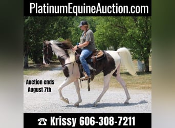 Kentucky Mountain Saddle Horse, Hongre, 6 Ans, 160 cm, Tobiano-toutes couleurs, in Mount Vernon Ky,