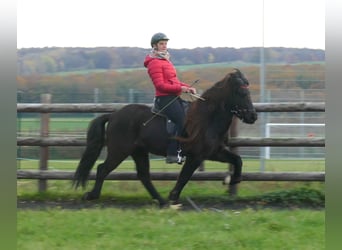 Islandpferd, Wallach, 7 Jahre, 140 cm, Rappe, in Euskirchen,