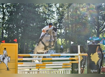 Holstein, Gelding, 8 years, 17,1 hh, Gray, in Greiz,