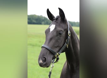 Hannoveraner, Stute, 3 Jahre, 166 cm, Rappe, in Crivitz