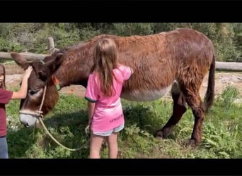 Donkey, Mare, 14 years, 14.1 hh, Black, in BERGA, BARCELONA,