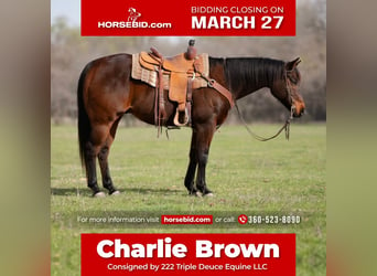 Quarter horse américain, Hongre, 15 Ans, Bai, in Weatherford, TX,