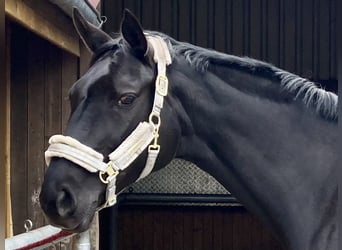 Koń hanowerski, Klacz, 9 lat, 165 cm, Kara, in Norderstedt,