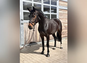 Niemiecki koń sportowy, Wałach, 7 lat, 166 cm, Gniada, in Leipzig