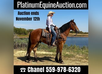 Quarter horse américain, Hongre, 5 Ans, 160 cm, Bai cerise, in Jacksboro TX,