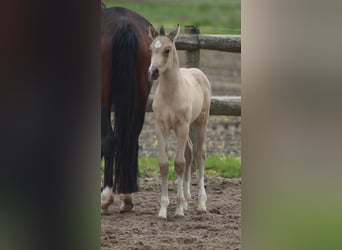 Deutsches Reitpony, Hengst, Fohlen (05/2026), Falbe, in Neuenkirchen-Vörden