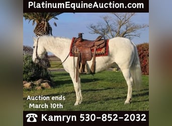 American Quarter Horse, Wallach, 13 Jahre, 152 cm, Schimmel, in Pleasant Grove CA,