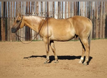 American Quarter Horse, Wallach, 12 Jahre, 150 cm, Palomino, in MOrgan MIll TX,