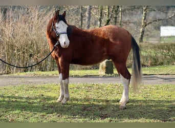 American Quarter Horse, Stallion, 2 years, 14.2 hh, Overo-all-colors, in Hellenthal,