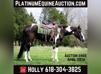 Tennessee walking horse, Hongre, 5 Ans, 163 cm, Tobiano-toutes couleurs, in Greensboro Ky,