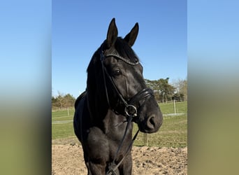 Hannoveraner, Wallach, 4 Jahre, 182 cm, Rappe, in Stade