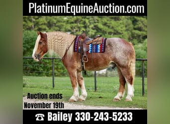 American Quarter Horse, Gelding, 16 years, 17.1 hh, Roan-Red, in Huntsville TX,