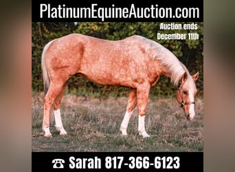 Quarter horse américain, Hongre, 16 Ans, 157 cm, Palomino, in Weatherford TX,
