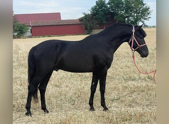 Welsh-D, Wallach, 5 Jahre, 147 cm, Rappe, in Murska Soboda
