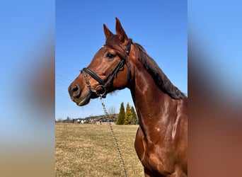 Holsteiner, Merrie, 9 Jaar, 172 cm, Donkere-vos, in Chemnitz
