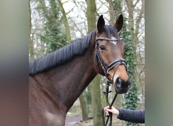 Irish Sport Horse, Wallach, 7 Jahre, 165 cm, Dunkelbrauner, in Nettetal,