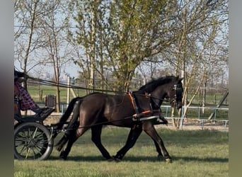 Ungarisches Sportpferd, Wallach, 7 Jahre, 165 cm, Rappe, in Tass