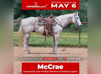 American Quarter Horse, Gelding, 14 years, 15.1 hh, Gray, in Pollok,
