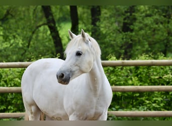 Connemara, Merrie, 10 Jaar, 150 cm, Schimmel, in Greding,