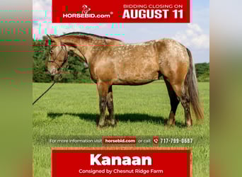Gypsy Horse Mix, Mare, 3 years, 13,3 hh, in New Holland, PA