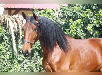 PRE, Gelding, 5 years, 16.1 hh, Brown, in Malaga,