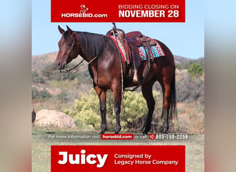 Quarter horse américain, Jument, 7 Ans, 152 cm, Bai cerise, in Dewey, AZ,