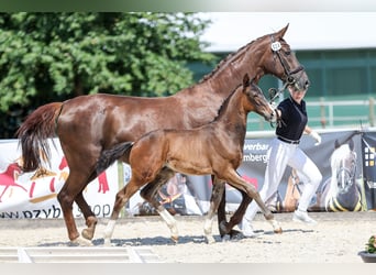 Deutsches Sportpferd, Hengst, Fohlen (04/2026), Dunkelbrauner, in Wolpertshausen