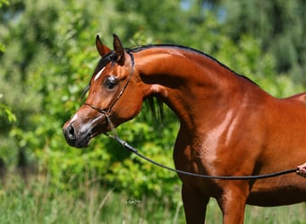 Koń czystej krwi arabskiej, Klacz, 4 lat, 155 cm, Gniada, in Lodz