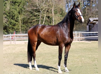 Caballo de deporte alemán, Yegua, 4 años, 165 cm, Castaño oscuro, in Schrobenhausen,