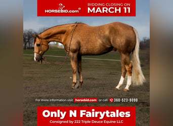 Quarter horse américain, Hongre, 10 Ans, 157 cm, Palomino, in Weatherford, TX,
