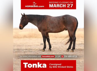 Quarter horse américain, Hongre, 7 Ans, Roan-Bay, in Canyon, TX,