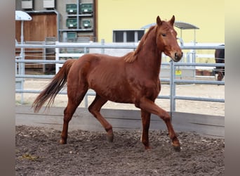 Oldenburg, Gelding, 3 years, 15,3 hh, Chestnut-Red, in Balsthal,