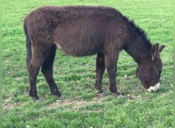 Esel, Stute, 1 Jahr, 135 cm, Brauner, in Bornich,