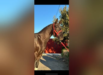 Anglo árabe Mestizo, Caballo castrado, 6 años, 163 cm, Negro, in Fitero