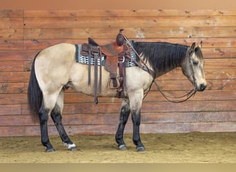American Quarter Horse, Wallach, 12 Jahre, 152 cm, Buckskin, in Clarion