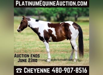 Paint Horse, Wallach, 9 Jahre, 147 cm, Tobiano-alle-Farben, in Stephenville TX,