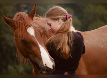 German Riding Pony, Gelding, 3 years, 14.1 hh, Chestnut-Red, in Gudensberg