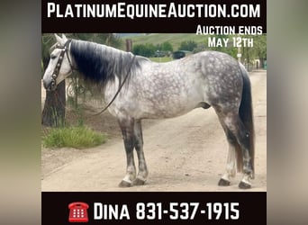 American Quarter Horse, Wallach, 13 Jahre, 150 cm, Schimmel, in Paicines CA,