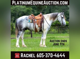 Percheron, Gelding, 5 years, 16.1 hh, Gray, in Rusk tx,