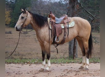 American Quarter Horse, Wallach, 8 Jahre, 150 cm, Buckskin, in Rusk TX,