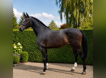 Duits sportpaard, Merrie, 5 Jaar, 171 cm, Donkerbruin, in KRAJENKA