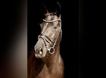 Hanoverian, Mare, 16 years, 16,1 hh, Smoky-Black, in Wartenberg,